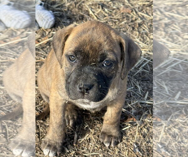 Medium Photo #2 Catahoula Leopard Dog-Unknown Mix Puppy For Sale in Chama, NM, USA