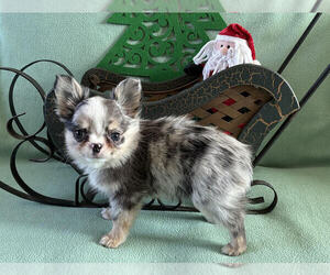 Chihuahua Puppy for sale in NEWVILLE, PA, USA