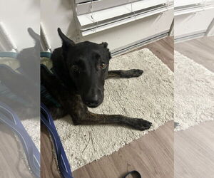 ATKA - Male Holland Shepherd Dog for Adoption - Photo #3