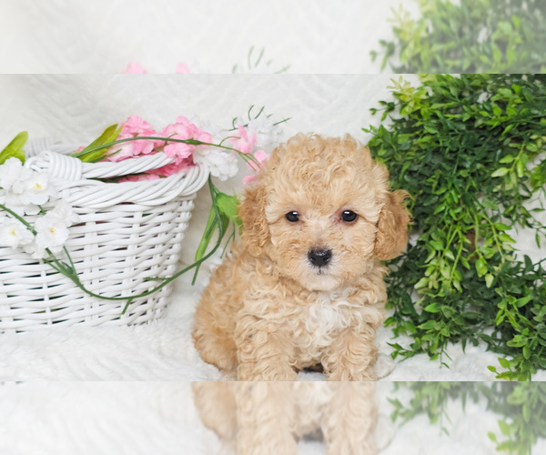 Medium Photo #1 Poodle (Toy) Puppy For Sale in COLLEGE STA, TX, USA