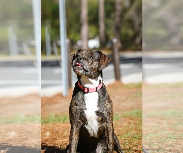 Medium Photo #11 Mutt Puppy For Sale in  Gainesville, FL, USA