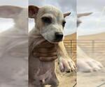 Small American Pit Bull Terrier