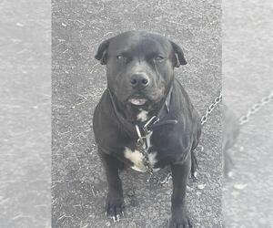 American Staffordshire Terrier-Unknown Mix Dogs for adoption in San Antonio, TX, USA