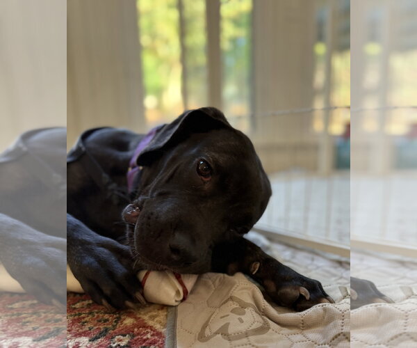 Medium Photo #5 Great Dane-Unknown Mix Puppy For Sale in Ball Ground, GA, USA