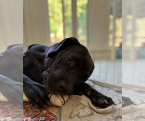 Gabi - Female Great Dane-Unknown Mix Dog for Adoption - Photo #5