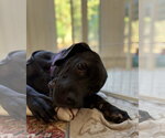 Small Photo #5 Great Dane-Unknown Mix Puppy For Sale in Ball Ground, GA, USA