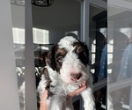 Small #3 Aussiedoodle Miniature 