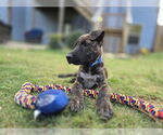Small #2 Mutt