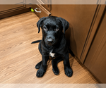 Small Labrador Retriever Mix
