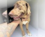 Small Catahoula Leopard Dog Mix