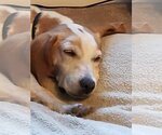 Small Photo #2 Beagle Puppy For Sale in Richmond, VA, USA