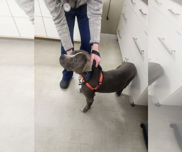 Medium Photo #9 American Bulldog-Unknown Mix Puppy For Sale in Minneapolis, MN, USA