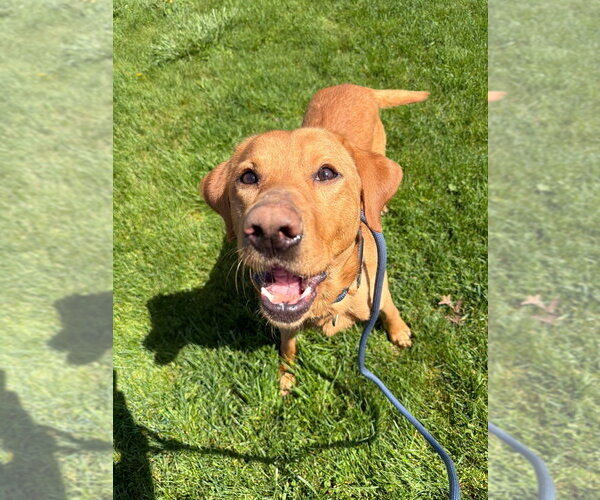 Medium Photo #4 Labrador Retriever-Unknown Mix Puppy For Sale in Pierceton , IN, USA