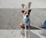 Small #1 Border Collie-Boston Terrier Mix