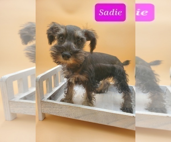 Medium Photo #1 Schnauzer (Miniature) Puppy For Sale in GOSHEN, IN, USA