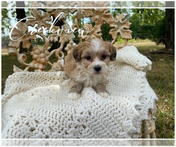Medium Photo #8 Havachon Puppy For Sale in NIANGUA, MO, USA