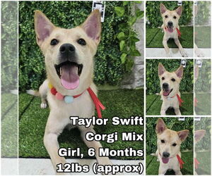 Pembroke Welsh Corgi-Unknown Mix Dogs for adoption in Seattle, WA, USA