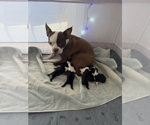 Boston Terrier Puppy for sale in BUCKEYE, AZ, USA
