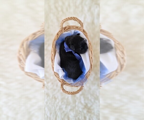 Medium Photo #3 Borador Puppy For Sale in FORTUNA, CA, USA