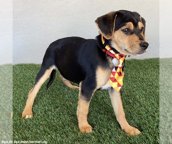 Medium Photo #4 Beagle-Unknown Mix Puppy For Sale in San Diego, CA, USA