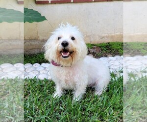 Maltese Dogs for adoption in SAN FRANCISCO, CA, USA