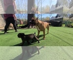 Small #1 America Bandogge Mastiff