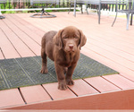 Small #4 Labrador Retriever