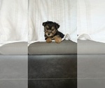 Puppy Leo Yorkshire Terrier