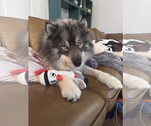 Siberian Husky Dogs for adoption in Carrollton, TX, USA