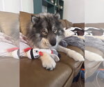 Small Siberian Husky