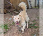 Small Golden Retriever Mix