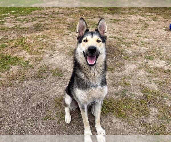 Medium Photo #3 German Shepherd Dog-Siberian Husky Mix Puppy For Sale in Orange, CA, USA
