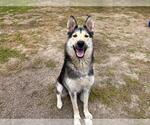 Small #2 German Shepherd Dog-Siberian Husky Mix