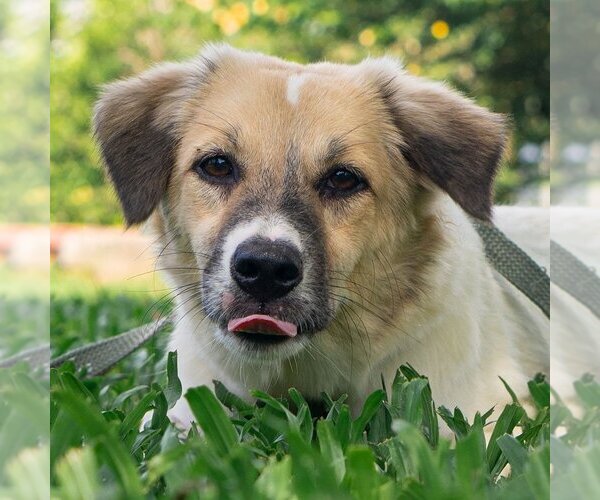Medium Photo #2 Mutt Puppy For Sale in Calgary, Alberta, Canada