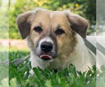 Small #1 Mutt