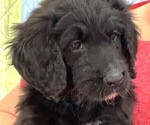 Small Photo #5 Bernedoodle Puppy For Sale in ADVANCE, NC, USA