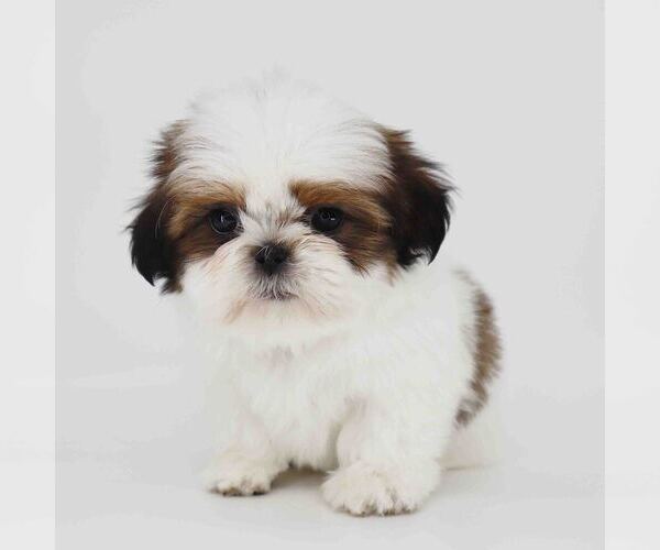 Medium Photo #1 Shih Tzu Puppy For Sale in LOS ANGELES, CA, USA