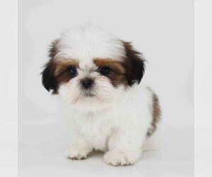 Shih Tzu Puppy for sale in LOS ANGELES, CA, USA