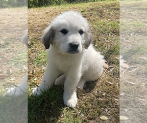 Great Pyrenees Puppy for sale in WOODFORD, VA, USA