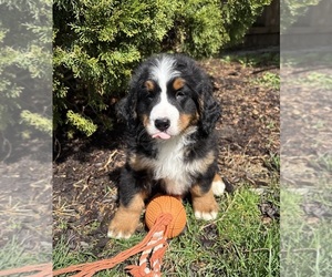Bernese Mountain Dog Puppy for sale in MIDDLEBURY, IN, USA