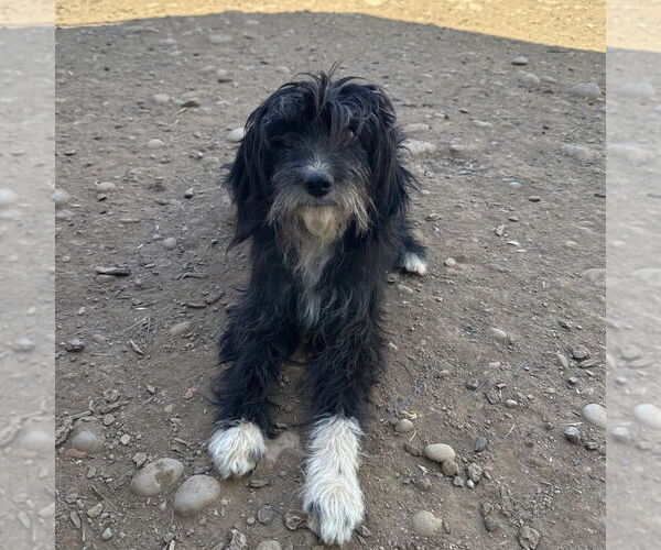 Medium Photo #2 Maltese-Unknown Mix Puppy For Sale in Chico, CA, USA
