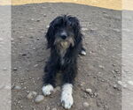 Small #1 Maltese Mix