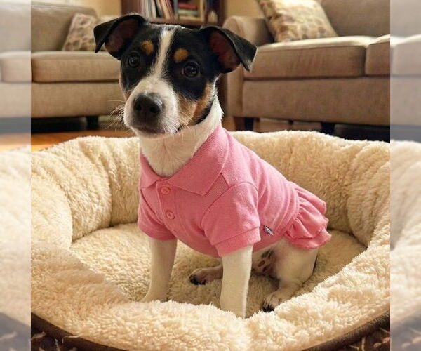 Medium Photo #9 Jack Chi Puppy For Sale in Grovertown, IN, USA