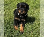 Small #25 Rottweiler