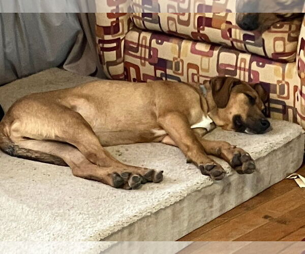 Medium Photo #11 Mutt Puppy For Sale in Germantown, OH, USA