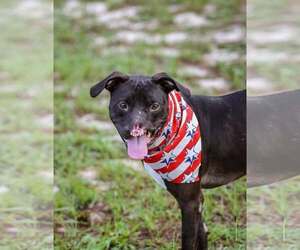 Mutt Dogs for adoption in  Gainesville, FL, USA