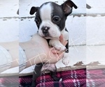 Small Photo #4 Boston Terrier Puppy For Sale in BUCHANAN, GA, USA