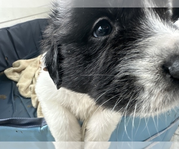 Medium Photo #13 Newfoundland Puppy For Sale in HERTFORD, NC, USA