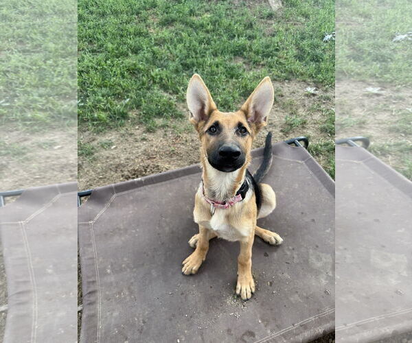 Medium Photo #3 German Shepherd Dog Puppy For Sale in Belleuve, NE, USA