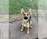 Small #2 German Shepherd Dog